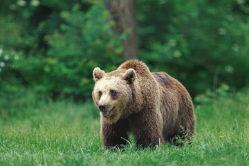 Fototapeta premium A majestic Grizzly Bear roams through the lush green meadow of Bialowieza Forest, its thick fur catching the soft light filtering through the dense trees