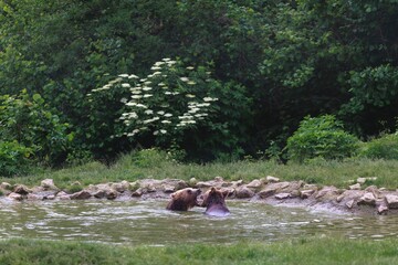Two playful bears frolic in a small pond surrounded by lush greenery at the Berner Barenpark during summertime. It's a joyous display of animal behavior