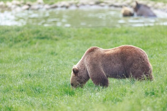 Two massive brown bears wade in the water in the background, while a third bear grazes on fresh green grass under the afternoon sun - Powered by Adobe