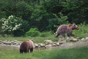 At midday, two brown bears, Ursus arctos, enjoy the tranquil edge of a pond near the forest. One stands at the water's edge while the other meanders along the rocky bank