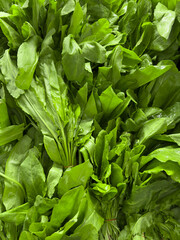 Fresh and green bunches of sorrel leaves displayed in a greengrocer's market. This image captures the vibrant color and texture of the sorrel, making it suitable for culinary, retail, food and health.