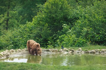 Obraz premium A large brown bear quenches its thirst from a small watering hole. Lush green foliage surrounds the watering place, and a small bird perches nearby in Bavaria