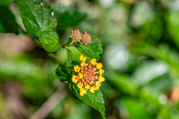 Lantana camara (common lantana) is a species of flowering plant in the verbena family (Verbenaceae). Kamanaiki Ridge Trail, Honolulu, Oahu, Hawaii.  Koʻolau Range (shield volcano). 