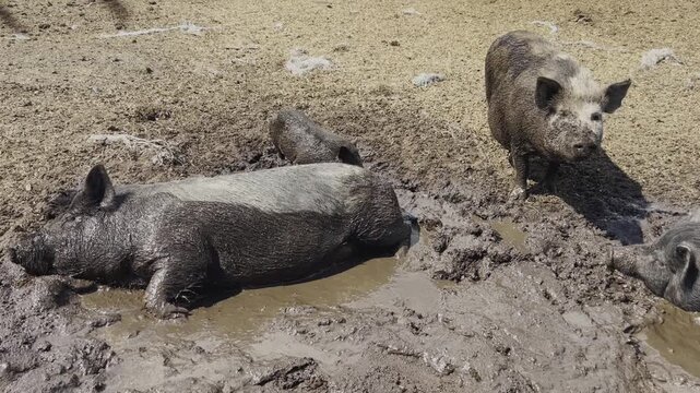 Vietnamese pigs. Livestock farm. Agriculture.