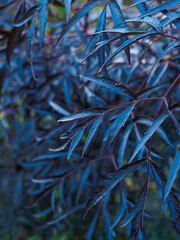 Close-up of the leaves of the Black Lace elderberry plant