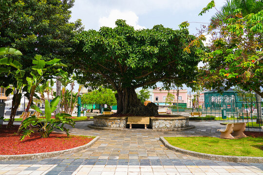 Old tree on Plaza Santiago R. Palmer in the Old Town of Caguas in Puerto Rico, a US Territory in the Caribbean Islands
