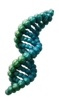 Helical actin filament with a repeating subunit arrangement.