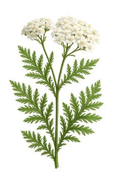 Common yarrow features fern-like leaves and clusters of tiny white flowers.