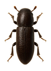 Elongated dark brown specimen of a spruce bark beetle.