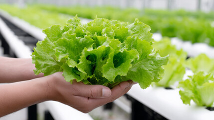 Fresh green lettuce being harvested by hands in a hydroponic greenhouse, showcasing vibrant leaves and sustainable farming practices in a modern agricultural setting