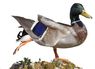 Canard Colvert