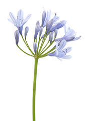 Fleur d'Agapanthe bleue	