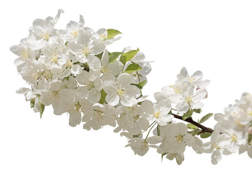 Fleurs de Prunus serrulata	