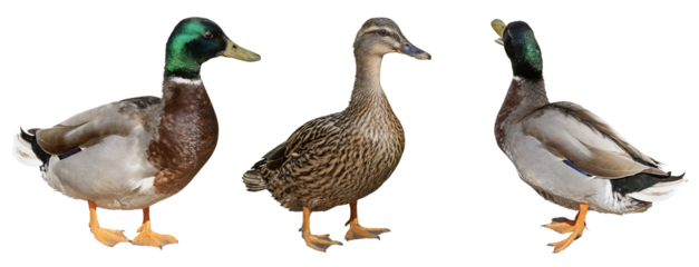 Canard Colvert