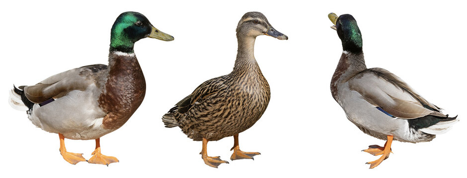Canard Colvert