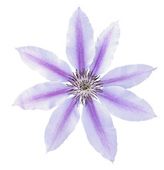 Cl&eacute;matite 'Nelly Moser'