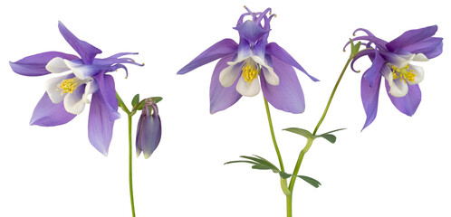 Fleurs d'Ancolie bleues Mrs. M. Nicholls 