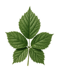 Five-lobed Himalayan blackberry leaf with thorny edges.