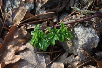 Young shoots of hops Humulus lupulus a perennial climbing vine of the hemp family plant flower nature flora