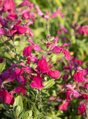 Sauge arbustive rouge	