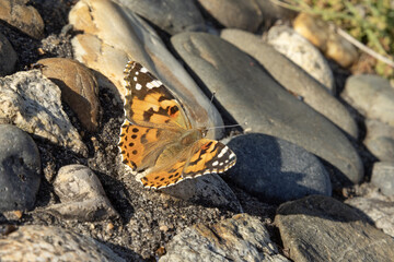 Papillon Vanessa cardui posé sur des cailloux