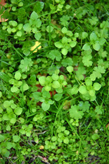 Stellaria media a weed chickweed green grass plant summer autumn nature flora