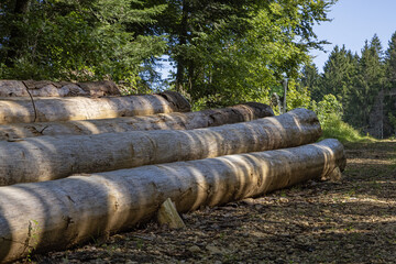 Troncs d'arbres sur une exploitation foresti&egrave;re en montagne