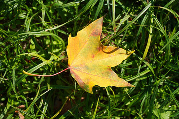 Yellow maple leaf lying on green grass plant autumn nature flora