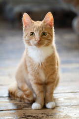 Portrait of a cute ginger tabby kitten sitting on a rustic wooden floor