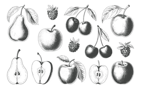 Hand drawn collection of pears, apples, cherries and berries in vintage line sketch.