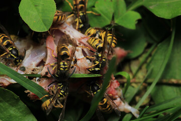 european yellow wasp macro photo	