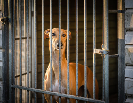 greyhound (galgo) in a cage
