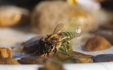 A bee gathers water from a shallow puddle surrounded by smooth, colorful stones. The sunlight shines brightly, creating a serene atmosphere in the garden. Nature thrives with life