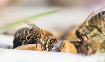 In a vibrant garden under the warmth of the sun, bees diligently gather nectar from a small dish....