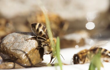 Small bees land on a smooth rock next to a shallow puddle, collecting water. Lush green grass surrounds the scene, glistening under the bright sunlight of a summer day
