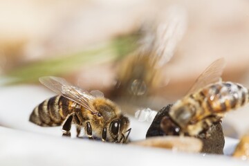 Bees busily collect nectar from flowers in a vibrant garden, showcasing their important role in...