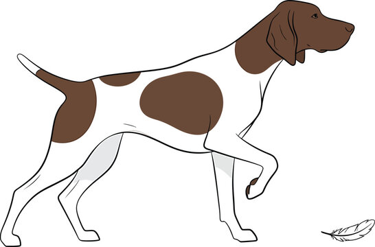 German Shorthaired Pointer Vector Dog Breed Illustration Sporting Canine Hunting Design Isolated White Brown Cute Animal Art Feather Pedigree