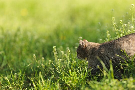 A curious cat roams through a vibrant green meadow, carefully navigating the tall grass and wildflowers under the bright sun, embodying a playful spirit of adventure - Powered by Adobe