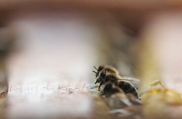 Busy bees gather nectar as sunlight filters through the garden. Their diligent work showcases the beauty of nature and the wonders of pollination in a vibrant ecosystem