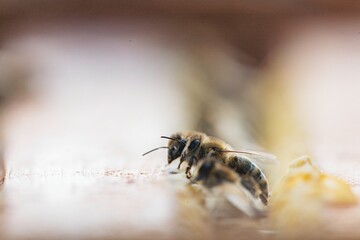 A bee busily gathers nectar from flowers in a vibrant garden under the warm sun. The scene captures the essence of spring, with life buzzing all around