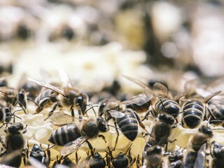 A lively colony of bees works busily around their hive, gathering nectar and tending to their queen on a warm summer day. The scene highlights teamwork and nature's vibrant life