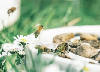In a vibrant garden, bees flutter around a small fountain, sipping water while flowers bloom all around. Sunlight casts a warm glow on this lively scene