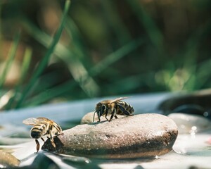 Two bees skillfully draw water from a still pond, perched on smooth stones. The lush green grass and soft sunlight create a peaceful atmosphere as they work