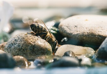 A small bee takes a moment to rest on smooth, rounded stones beside a gentle stream. The warm sunlight reflects off the water, creating a peaceful scene. Nature's beauty unfolds quietly
