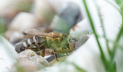 A busy bee searches for nectar among smooth pebbles in a vibrant garden. Sunlight shines down, highlighting the delicate details of its wings and fuzzy body