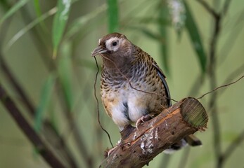Barred laughingthrush
