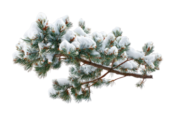 PNG Snow-covered pine branch beauty.