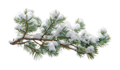 PNG Snow-covered pine branch beauty.