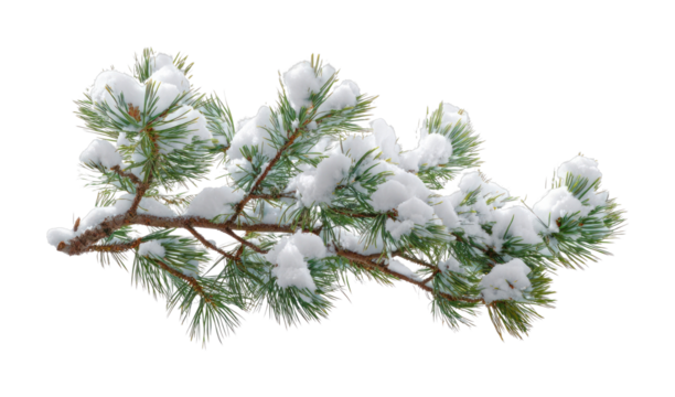 PNG Snow-covered pine branch beauty. - Powered by Adobe