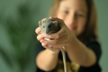 A child showing her friendly Dumbo rat held in her open hands. The gray dusty pet rodent is calm. Another child is blurred in the background. Concept of caring for pets.